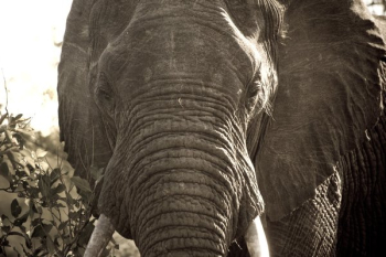 African Elephant Close Up African Elephant Close Up