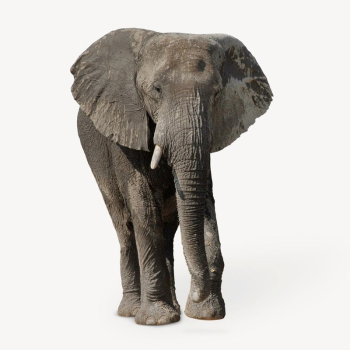 African elephant collage element, animal | Free PSD - rawpixel African elephant collage element, animal | Free PSD - rawpixel