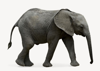 African elephant collage element, | Free PSD - rawpixel African elephant collage element, | Free PSD - rawpixel