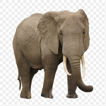 African elephant png, animal, transparent | Free PNG - rawpixel African elephant png, animal, transparent | Free PNG - rawpixel