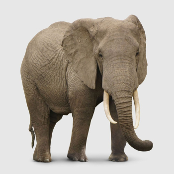 African elephant sticker, animal design | Free PSD - rawpixel African elephant sticker, animal design | Free PSD - rawpixel