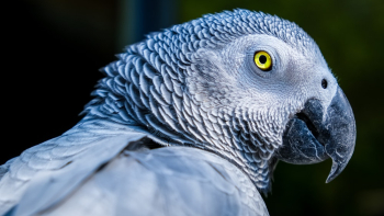 African Gray Parrot African Gray Parrot