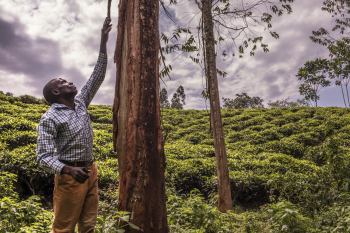African man looking at tree, | Free Photo - rawpixel African man looking at tree, | Free Photo - rawpixel