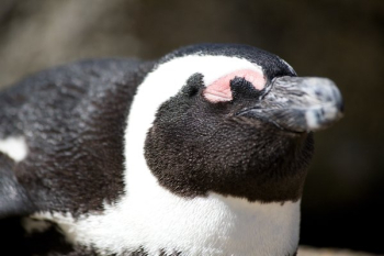 African Penguin Close Up African Penguin Close Up