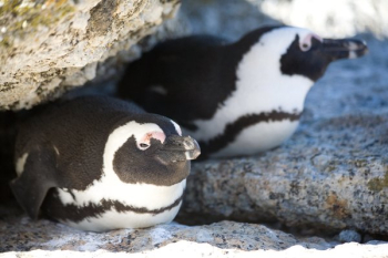 African Penguins African Penguins