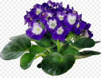 African violets Plants Houseplant Flowerpot - African violets Plants Houseplant Flowerpot -