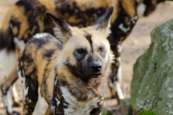 African Wild Dog African Wild Dog