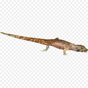 Agama Gecko Terrestrial animal Tail - others 