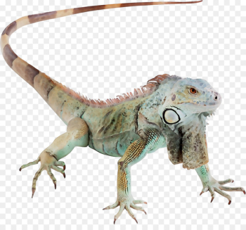Agamas Common Iguanas Fauna Terrestrial animal -  
