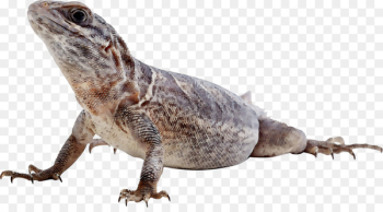 Agamas Common Iguanas Fauna Terrestrial animal -  