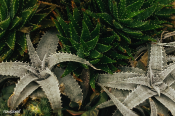 Agave and aloe plant in a botanical garden | Free stock photo - 535553 Agave and aloe plant in a botanical garden | Free stock photo - 535553
