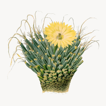 Agave cactus illustration, aesthetic floral | Free Vector Illustration - rawpixel