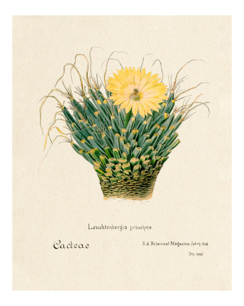 Agave cactus vintage art print, | Free Photo - rawpixel Agave cactus vintage art print, | Free Photo - rawpixel