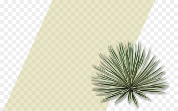 Agave, Inav Dbx Msci Ac World Sf, Tree, Green, Yucca PNG Agave, Inav Dbx Msci Ac World Sf, Tree, Green, Yucca PNG