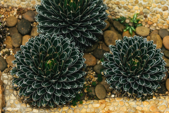 Agave victoriae-reginae in a botanical garden | Free stock photo - 535547 Agave victoriae-reginae in a botanical garden | Free stock photo - 535547