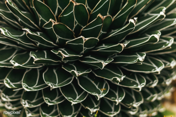 Agave victoriae-reginae Macro shot | Free stock photo - 535551 Agave victoriae-reginae Macro shot | Free stock photo - 535551