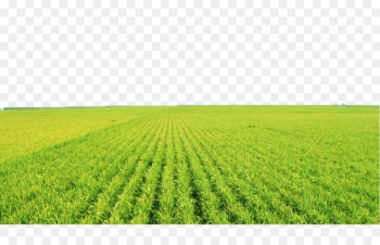 Agricultural aircraft Paddy Field Agriculture Fertilizer Clip art - Green rice fields 