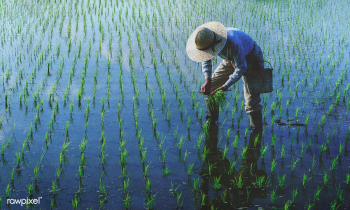 Agriculture farmer work | Free stock photo - 1286 Agriculture farmer work | Free stock photo - 1286