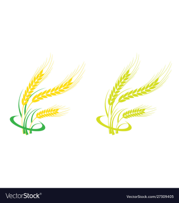 Agriculture wheat logo template icon design vector image Agriculture wheat logo template icon design vector image