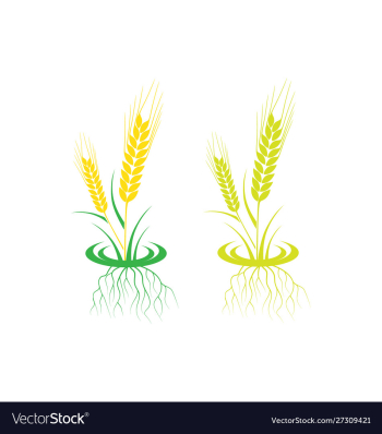 Agriculture wheat logo template icon design vector image Agriculture wheat logo template icon design vector image