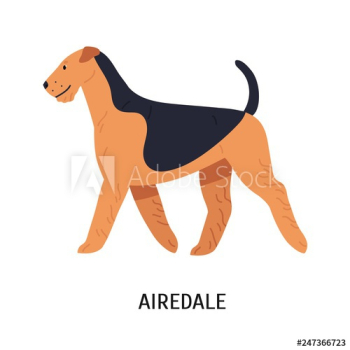 Airedale, Bingley or Waterside Terrier Airedale, Bingley or Waterside Terrier