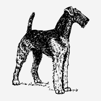 Airedale Terrier dog hand drawn | Free Photo - rawpixel