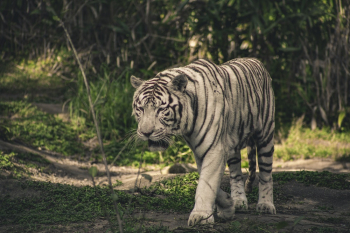 Albino Tiger Albino Tiger