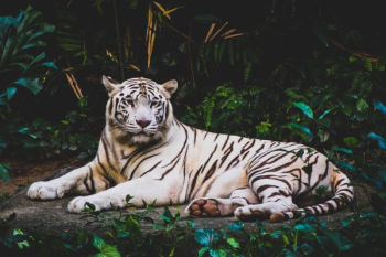 albino tiger lying on ground at nighttime albino tiger lying on ground at nighttime