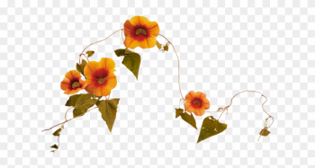 Album - Evergreen Rose