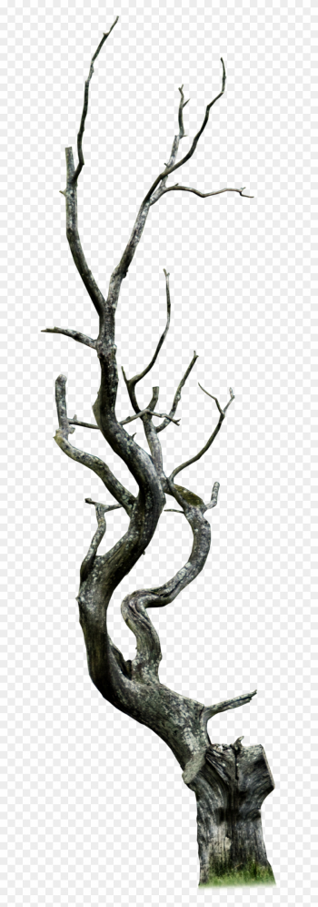 Aledjonesdigitalart Dead Tree Png - Tree Aledjonesdigitalart Dead Tree Png - Tree