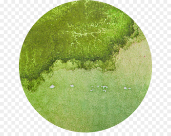 Algae, Omega3 Fatty Acids, Fatty Acid, Green, Plate PNG Algae, Omega3 Fatty Acids, Fatty Acid, Green, Plate PNG
