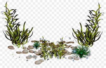 Algae Photography Clip art - seaweed Algae Photography Clip art - seaweed