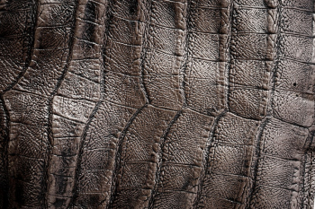 Aligator leather, background photo. Free | Free Photo - rawpixel Aligator leather, background photo. Free | Free Photo - rawpixel