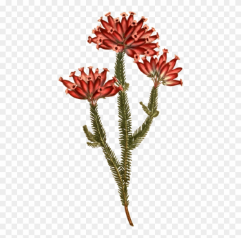 All Photo Png Clipart - Botany