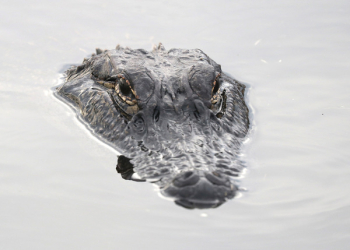 Alligator Head Alligator Head