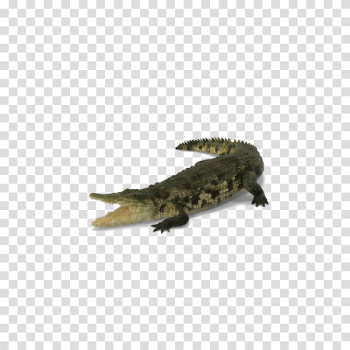 Alligator PNG Pic Alligator PNG Pic