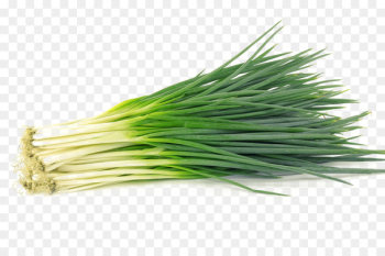 Allium fistulosum Garlic chives Shallot Vegetable - An onion vegetables 