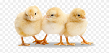 Alluring Baby Chicks Images Free 2 Chick Png Transparent - Baby Chickens