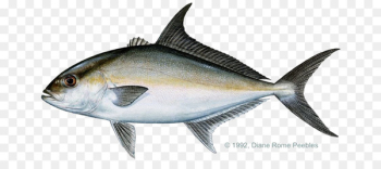 Almaco jack Yellowtail amberjack Bar jack Greater amberjack - Japanese fish 