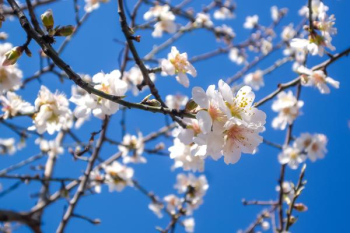 Almond Blossom Free Photo Almond Blossom Free Photo