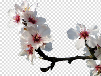 Almond Blossoms Cherry blossom Peach, White peach transparent background PNG clipart Almond Blossoms Cherry blossom Peach, White peach transparent background PNG clipart