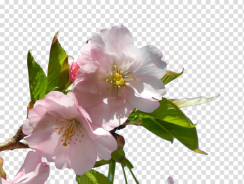 Almond Blossoms Flower, Pink flowers transparent background PNG clipart Almond Blossoms Flower, Pink flowers transparent background PNG clipart