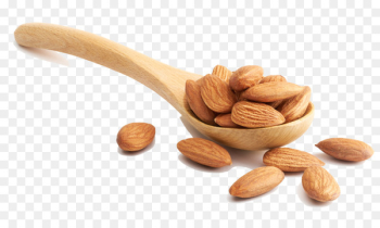 Almond Nut Stock photography Illustration - Almond-kind photography 