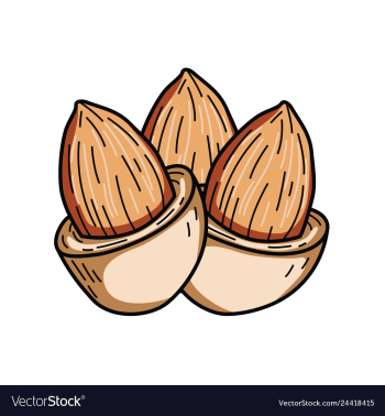 Almond nut vector image Almond nut vector image