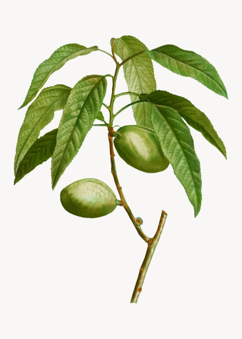 Almond tree branch | Free stock vector - 568660 Almond tree branch | Free stock vector - 568660