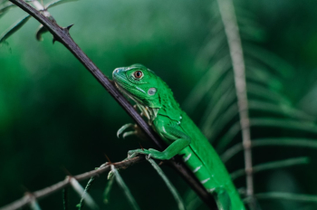 Almost missed im the green sea of the cosarican jungle.. It was only for the red eyes that made me wonder..