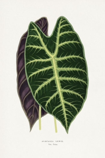Alocasia leaf illustration from Les | Free Photo Illustration - rawpixel Alocasia leaf illustration from Les | Free Photo Illustration - rawpixel