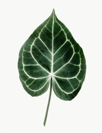 Alocasia leaf on white background | Free transparent png - 557620 Alocasia leaf on white background | Free transparent png - 557620