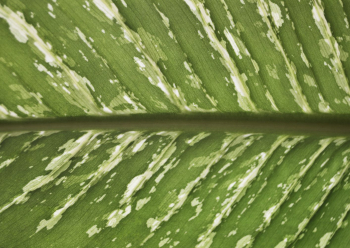 Alocasia Longiloba leaf close up background, | Free Photo - rawpixel Alocasia Longiloba leaf close up background, | Free Photo - rawpixel