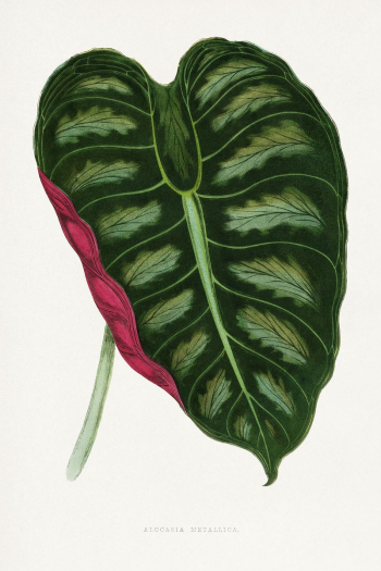 Alocasia Metallica leaf illustration from Les | Free Photo Illustration - rawpixel